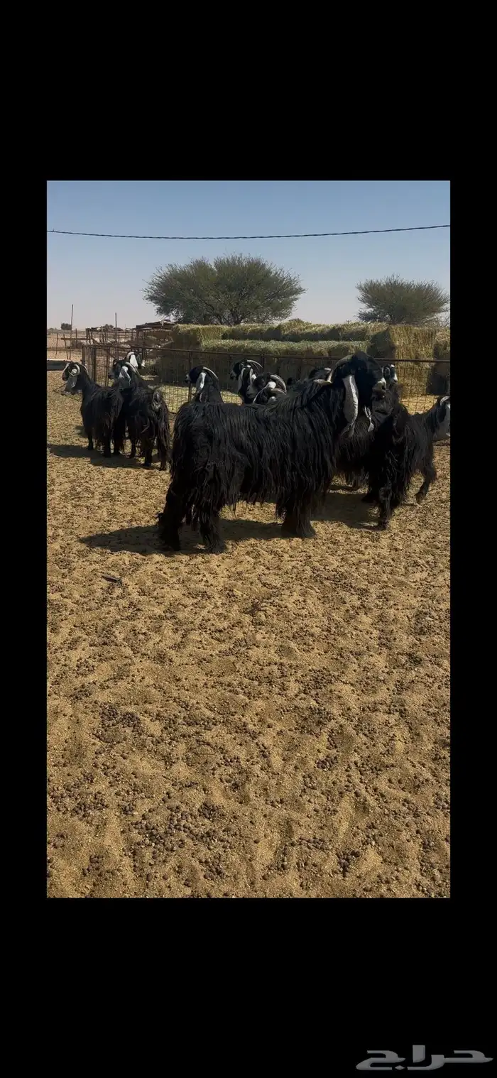 معزه عوارض 0