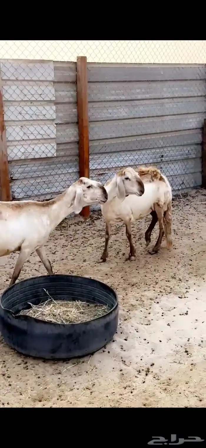 سواكن درمنيات 0