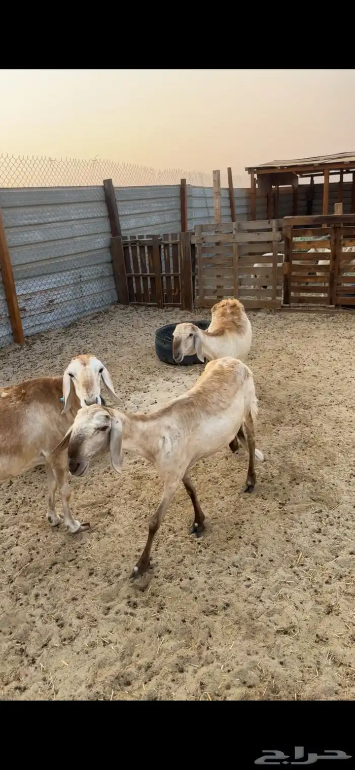 سواكن درمنيات 7