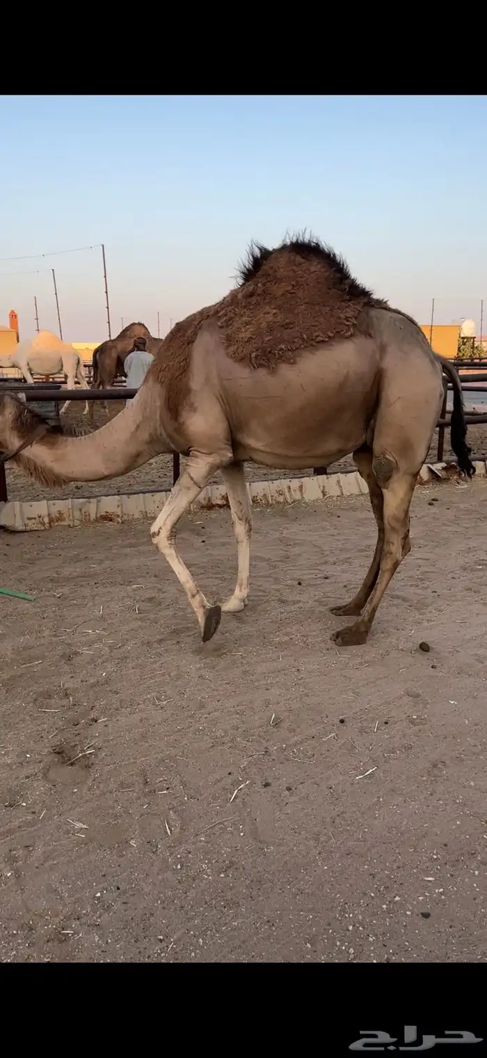 لقحه حمرا تقاود وتناوخ بالرسن 1