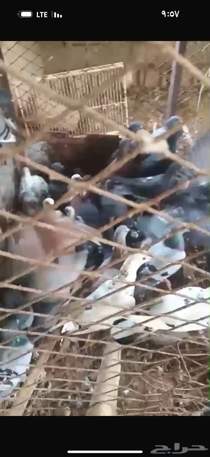حمام بلدي 1