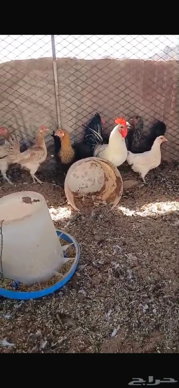 للبيع سبع دجاجات بياضات ورجانات وديك شرط يلقحن السوم30 0