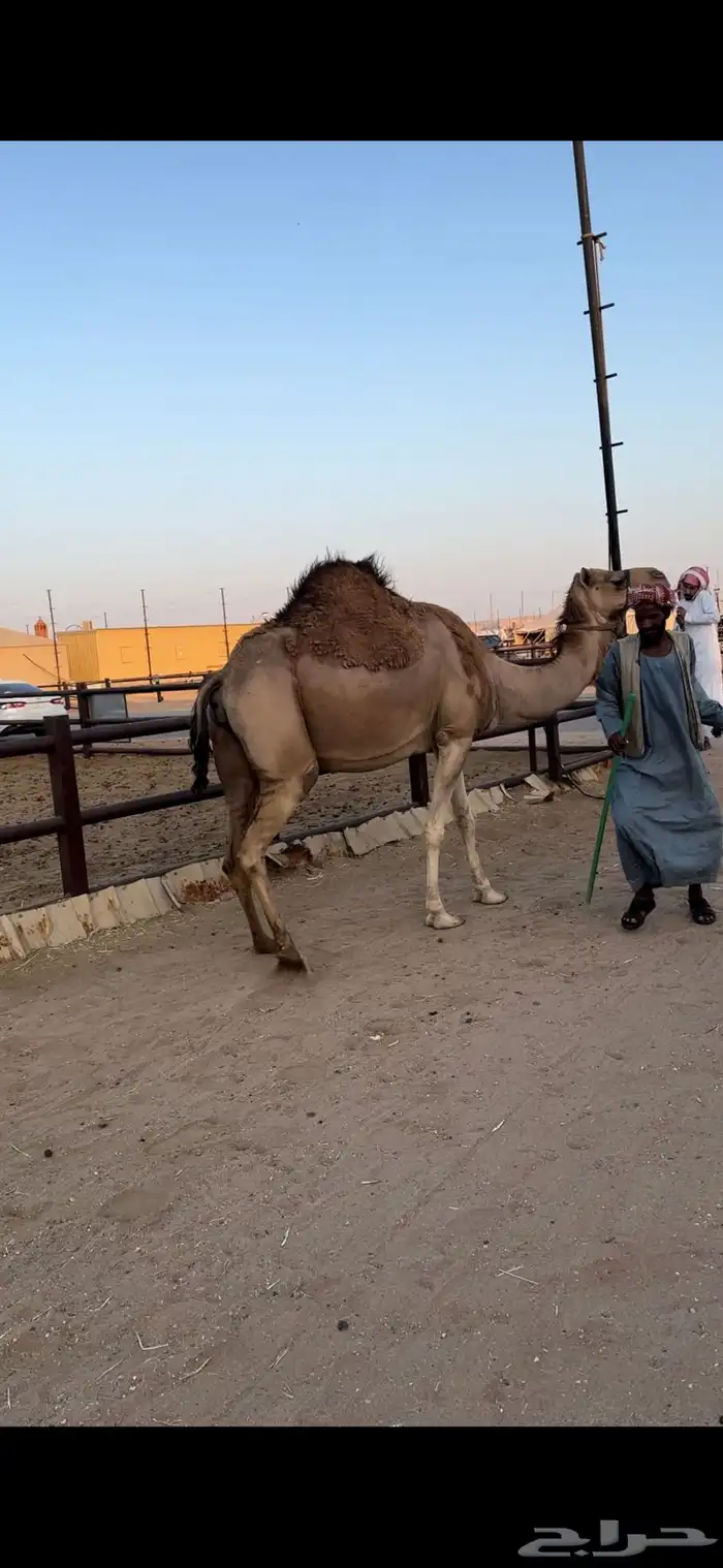 لقحه حمرا تقاود وتناوخ بالرسن 2