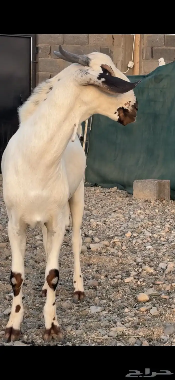 تم البيع 3