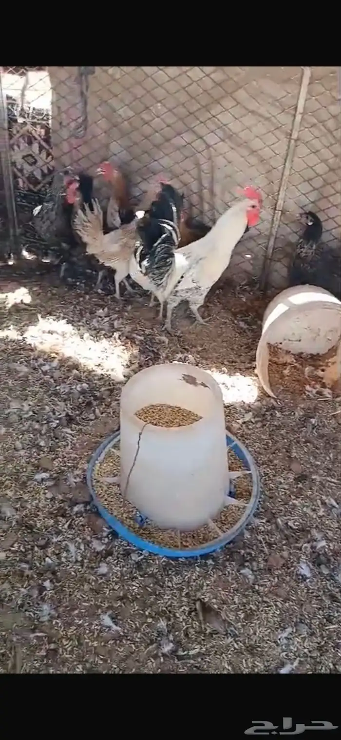 للبيع سبع دجاجات بياضات ورجانات وديك شرط يلقحن السوم30 5