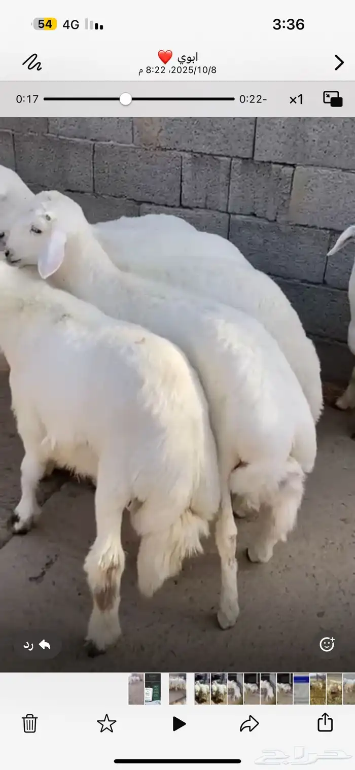طليان 0