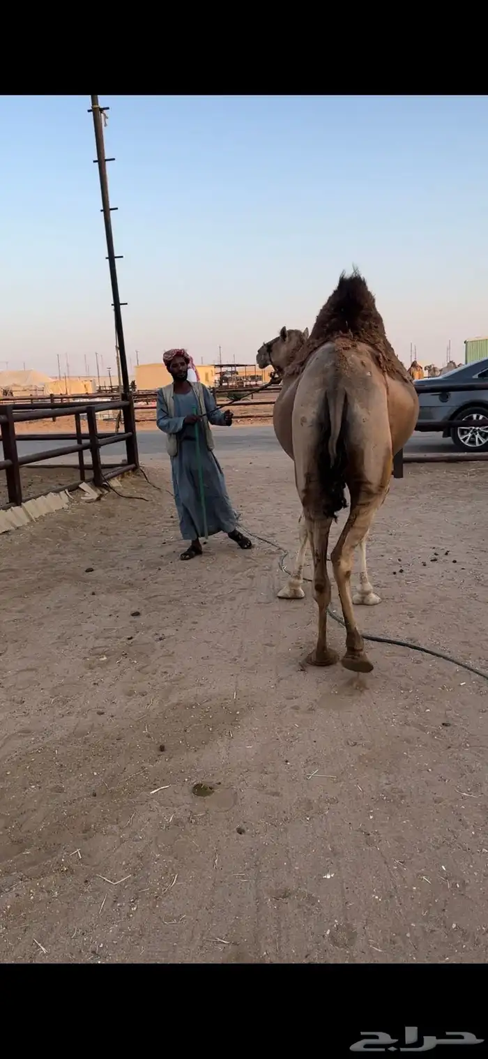 لقحه حمرا تقاود وتناوخ بالرسن 8