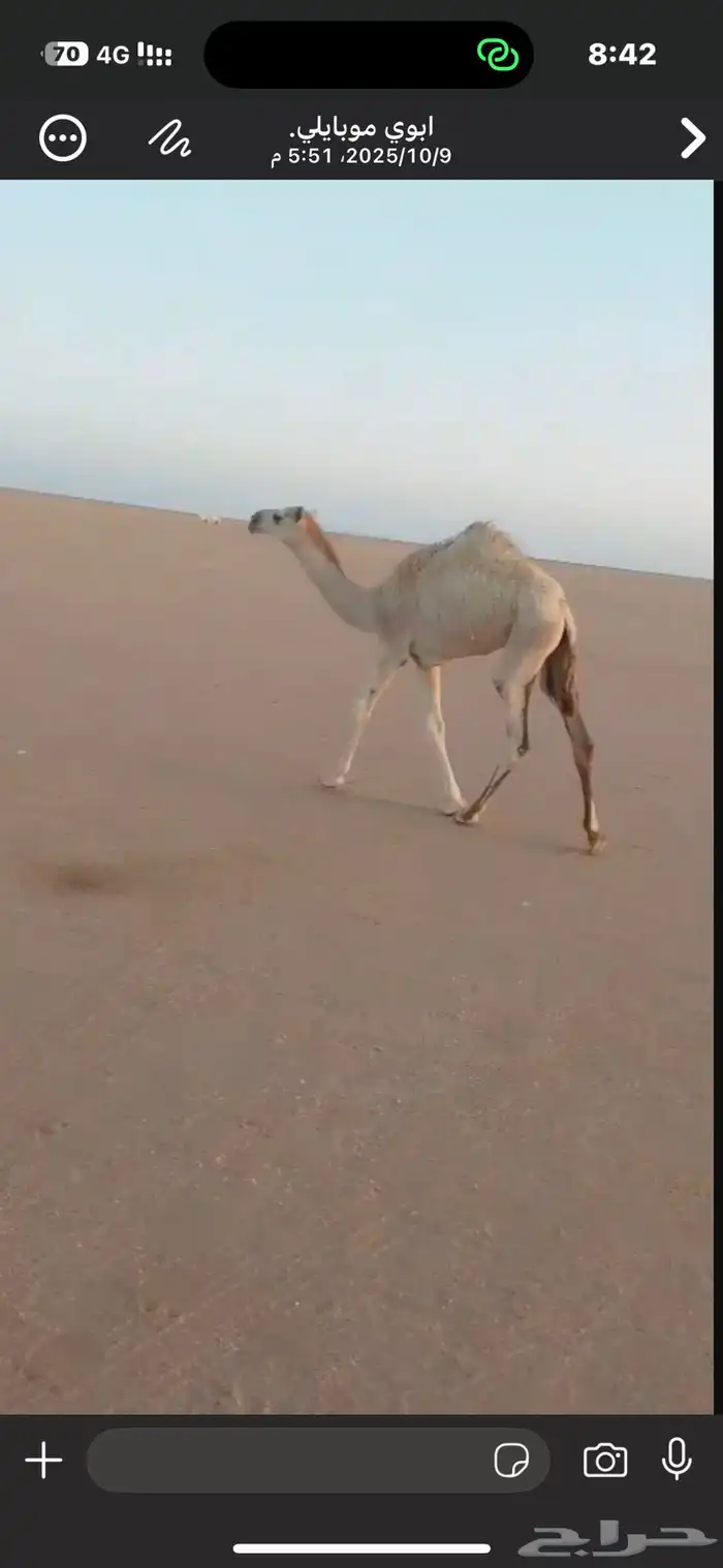 حاشي للبيع بكرة السوم 4100 2