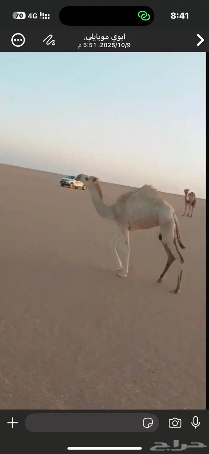 حاشي للبيع بكرة السوم 4100 3