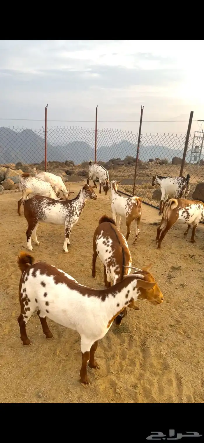 عنقان ماشاء الله 4