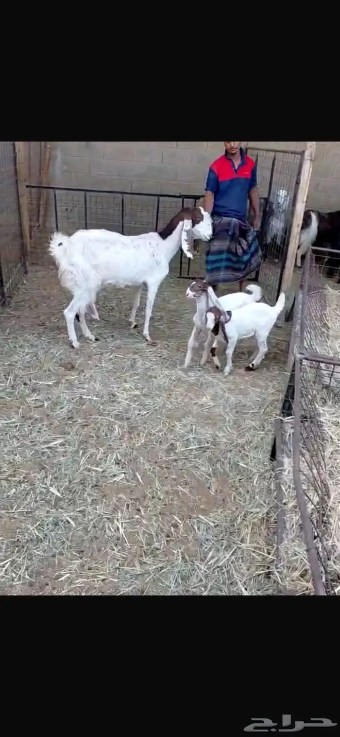 عنز هولنديه معها جفرتين 1