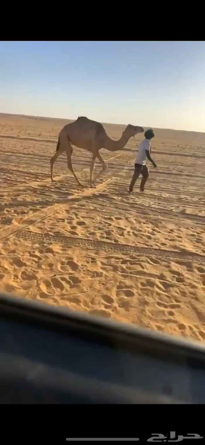 رحول عمانية للبيع 0
