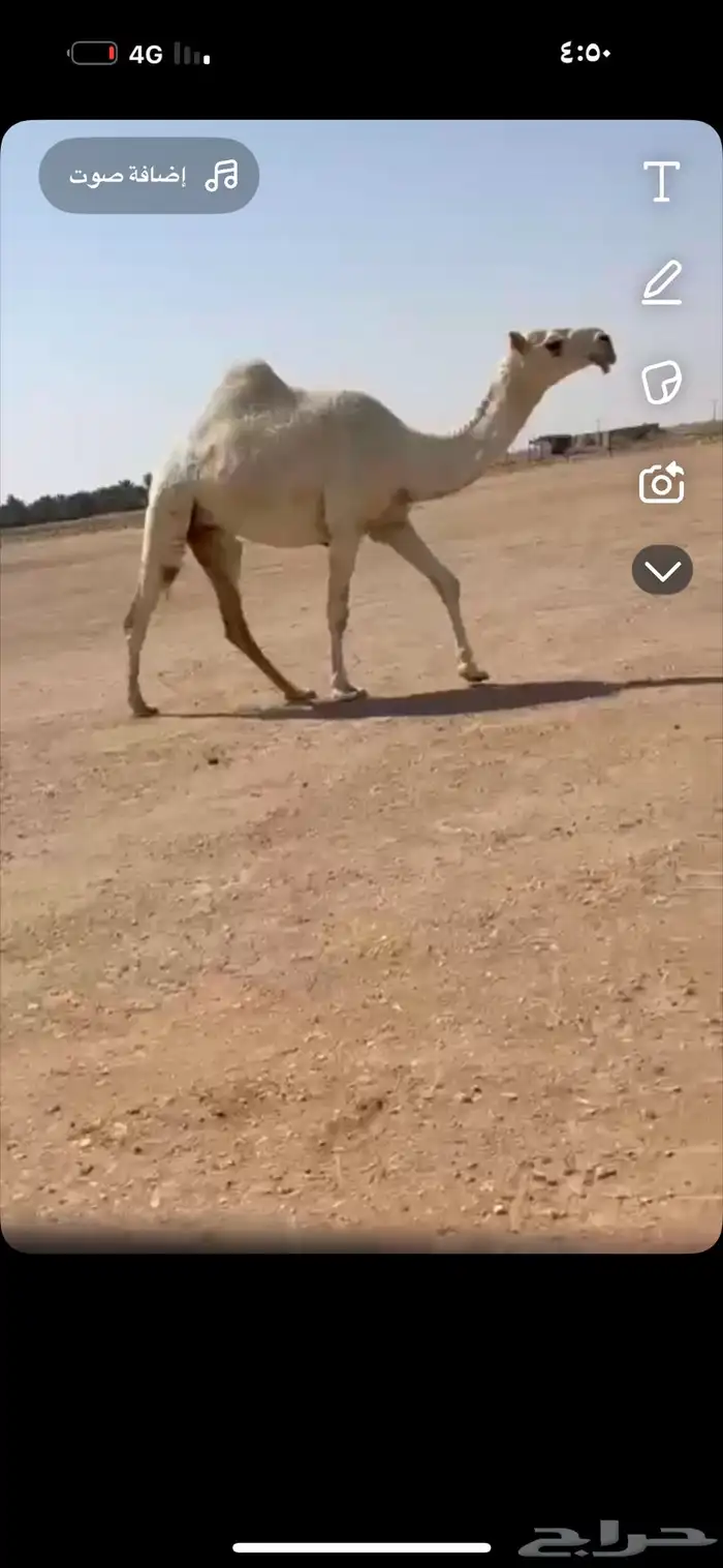 ضريبه لقحه وضحا رمانيه بكار وضح بكره شقحا 3