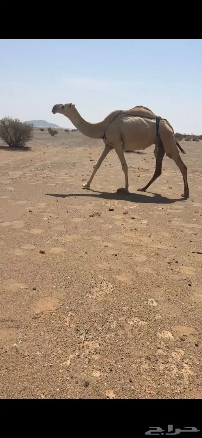 للبيع عشرا بكر ثنيه بايع ولدها قبل اسبوع ساسها غييثيه 0