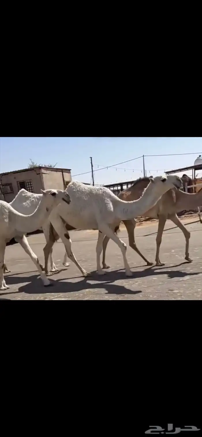 البكار الكفو الوضح 5