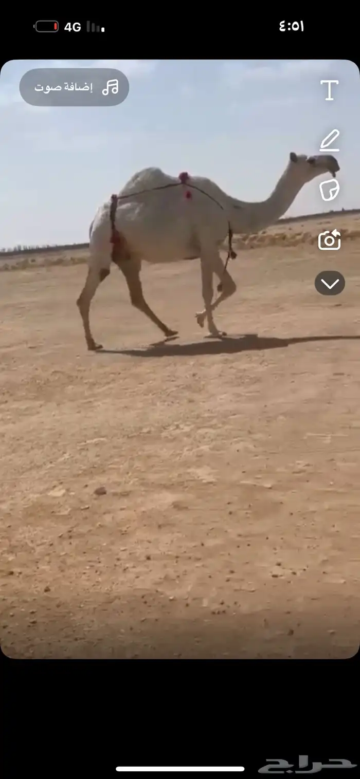 ضريبه لقحه وضحا رمانيه بكار وضح بكره شقحا 2