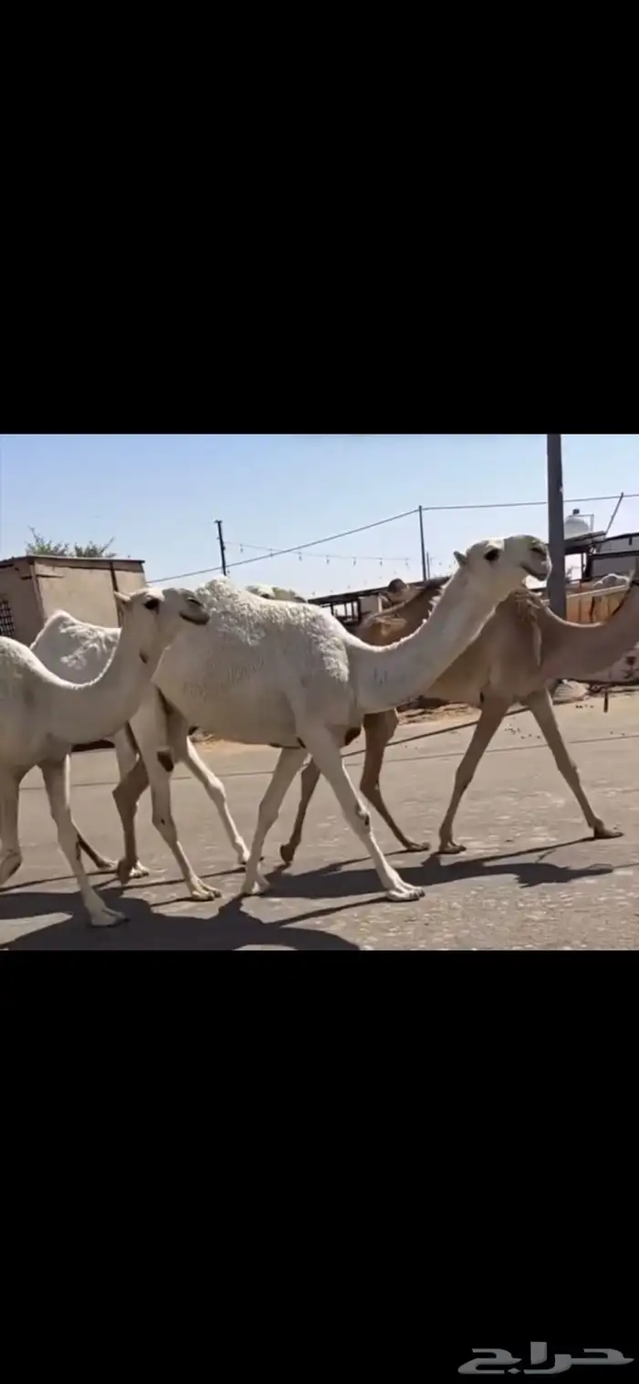 البكار الكفو الوضح 3