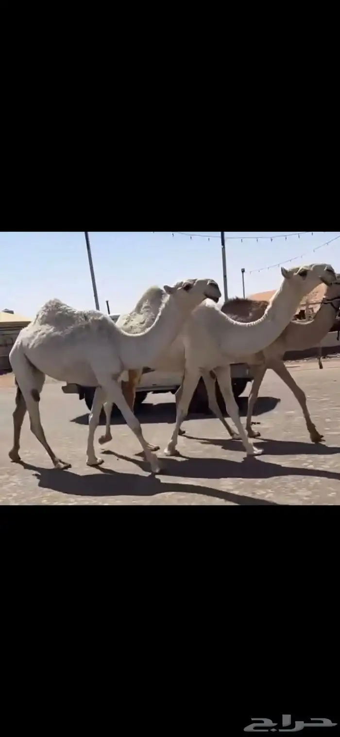 البكار الكفو الوضح 11