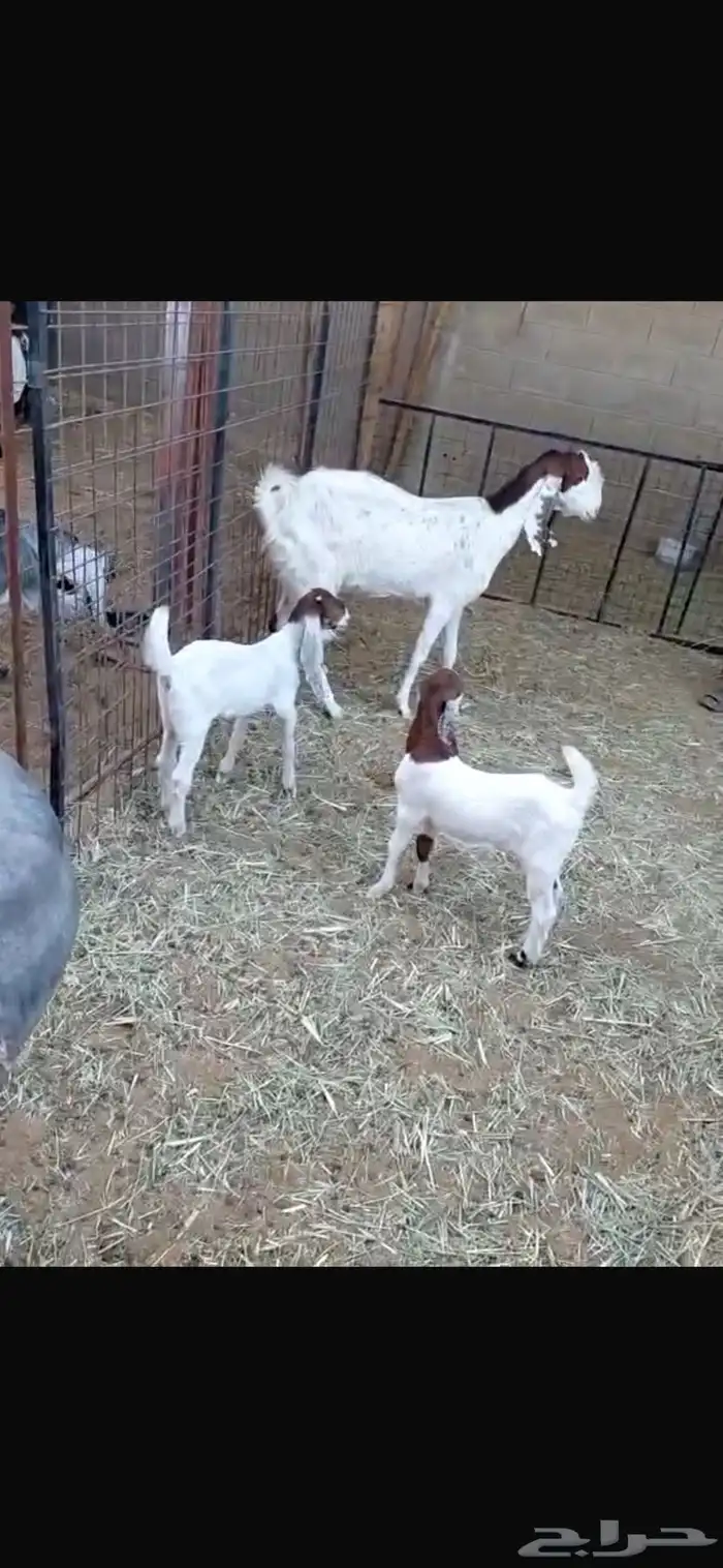 عنز هولنديه معها جفرتين 0
