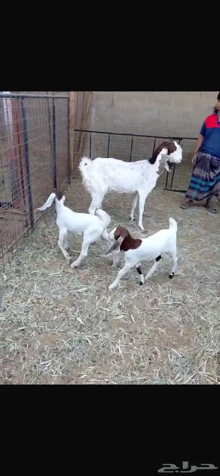 عنز هولنديه معها جفرتين 2