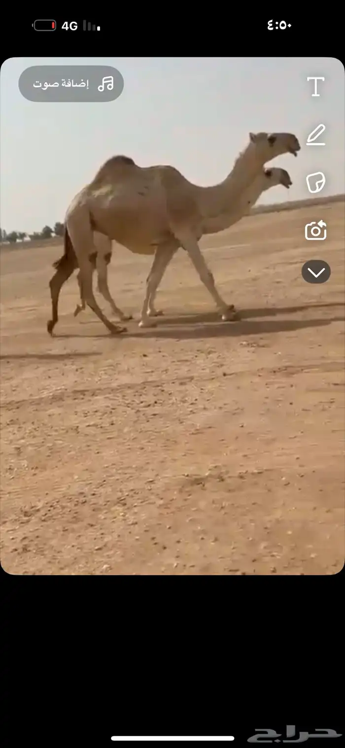ضريبه لقحه وضحا رمانيه بكار وضح بكره شقحا 6