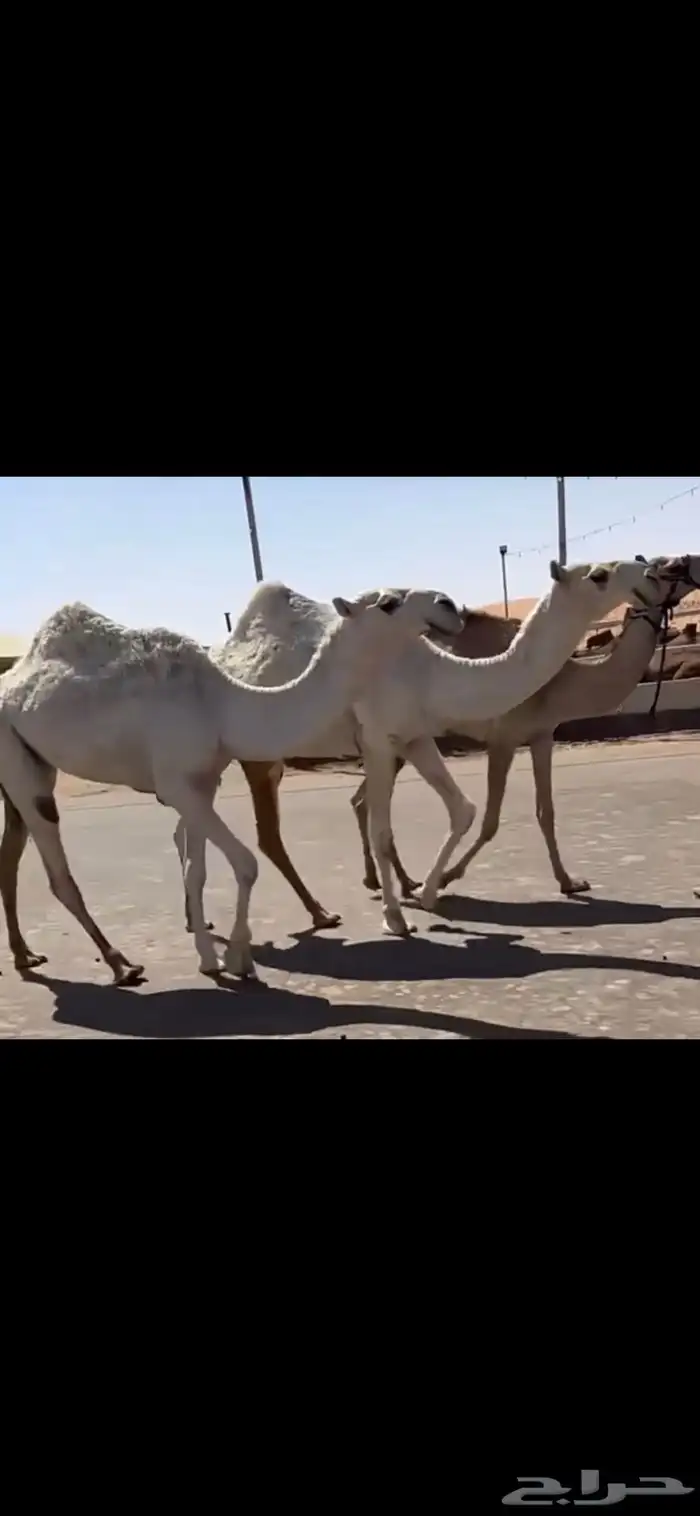 البكار الكفو الوضح 8