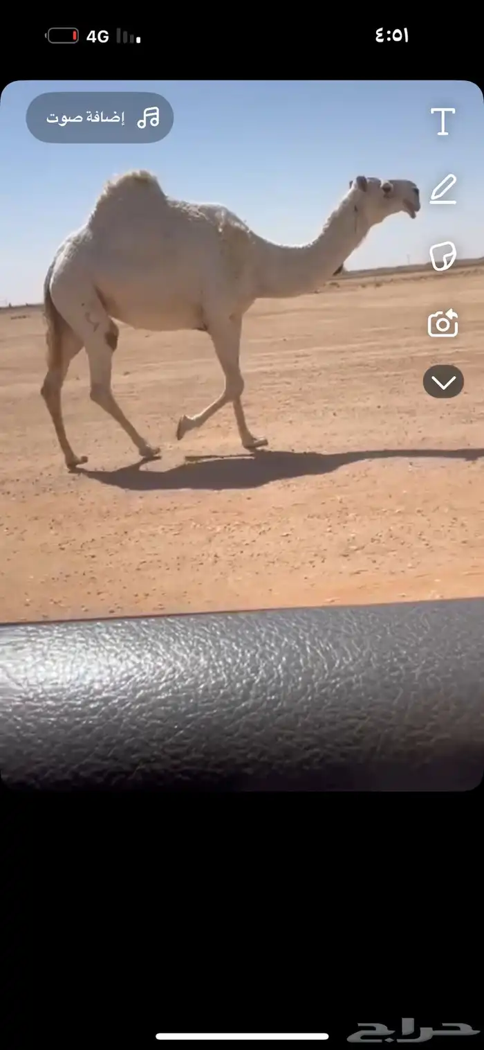 ضريبه لقحه وضحا رمانيه بكار وضح بكره شقحا 1