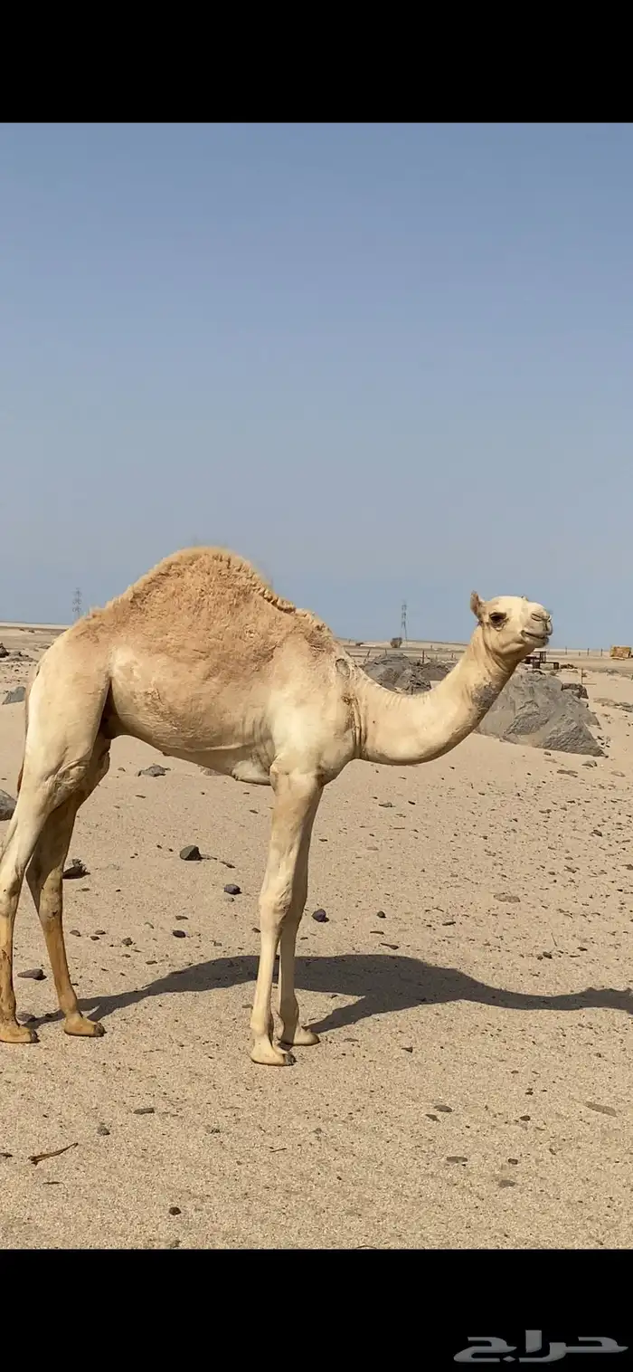 قعود هجن 0