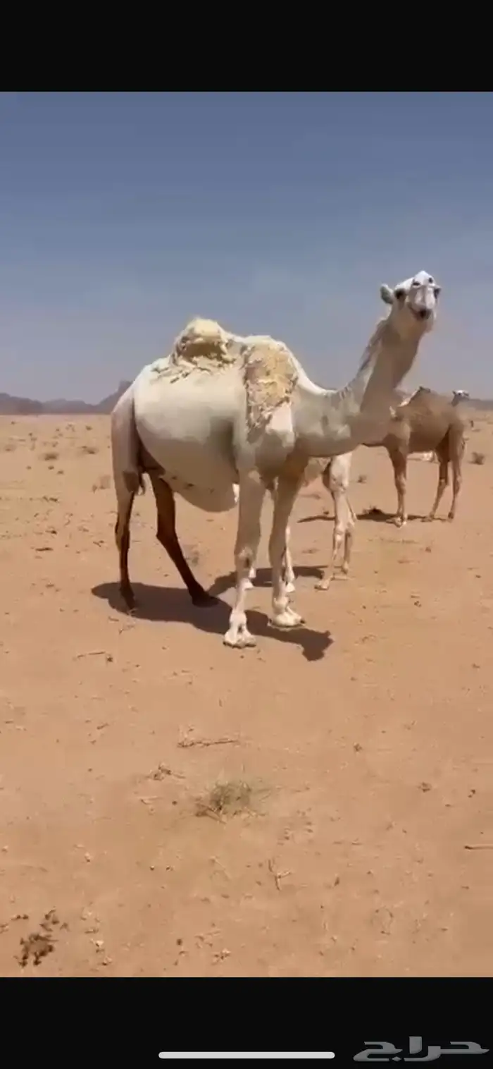 ناقه حدره حواره على عليان 0