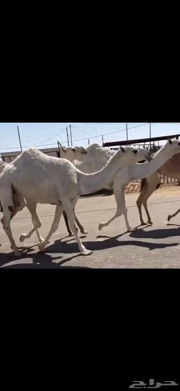 البكار الكفو الوضح 0