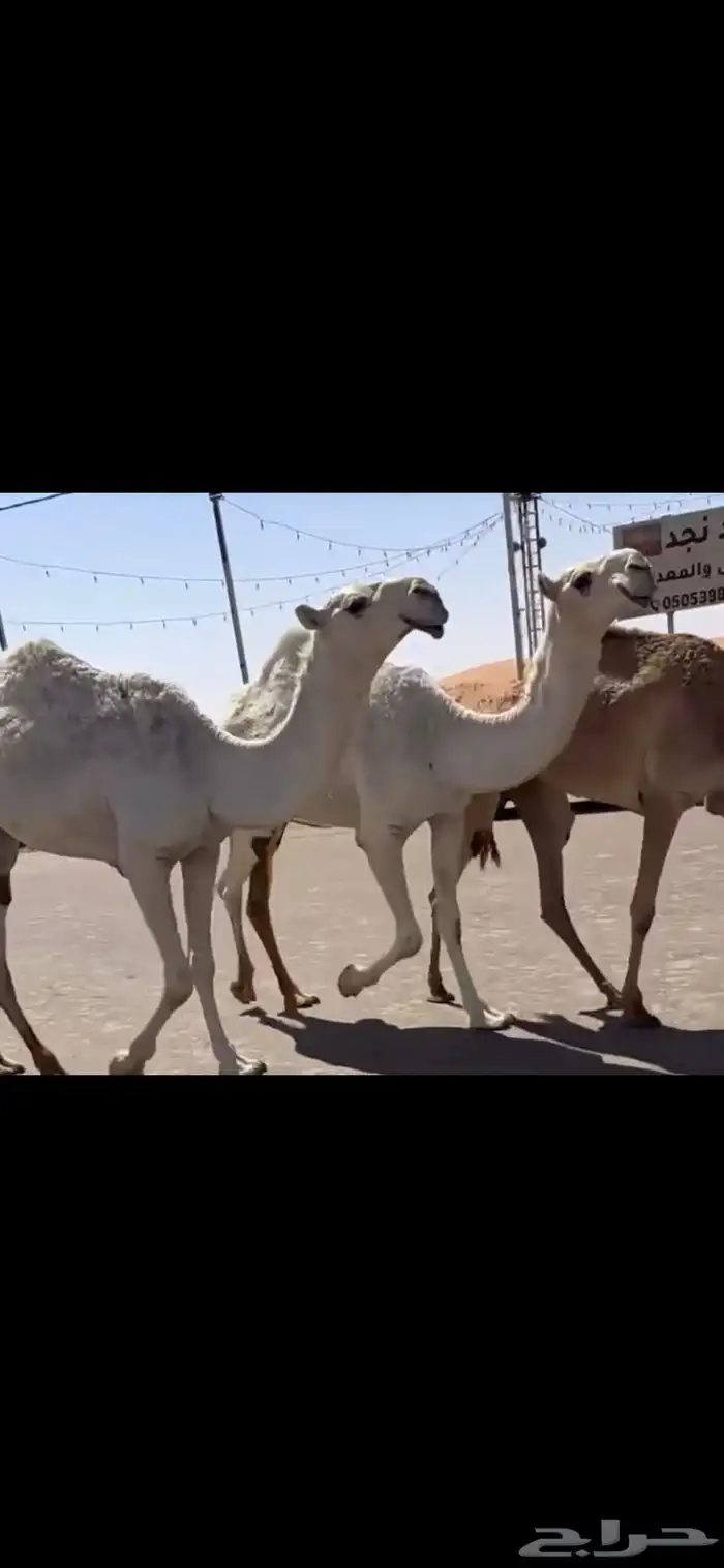 البكار الكفو الوضح 10