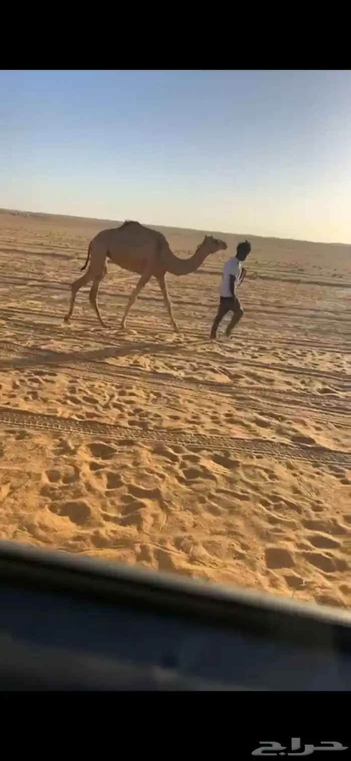 رحول عمانية للبيع 1
