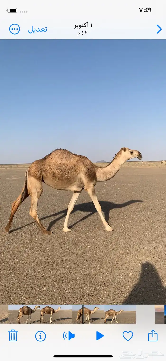 بكره شقحا .. عفيف 0