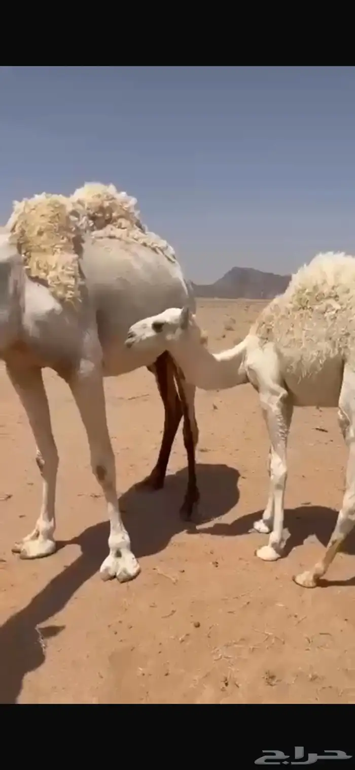 ناقه حدره حواره على عليان 1