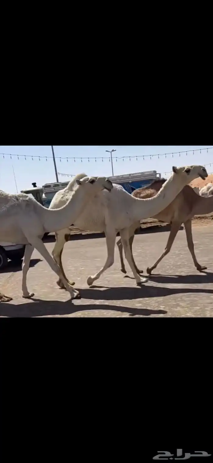 البكار الكفو الوضح 7