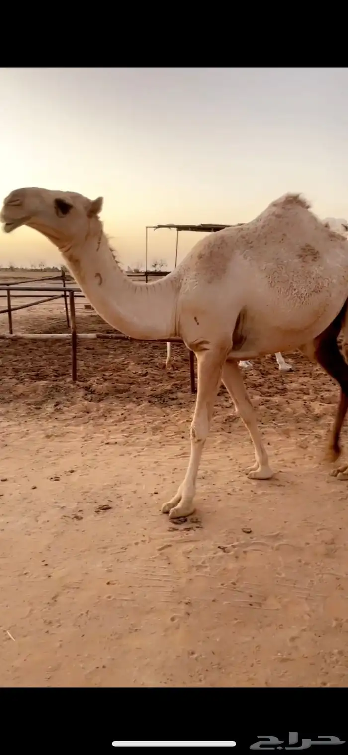 ثلاث شقح منوة القناي 1