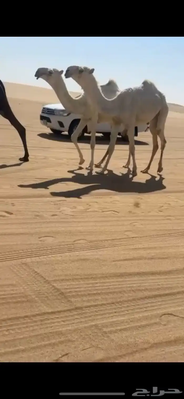 مفاريد طيبة 0
