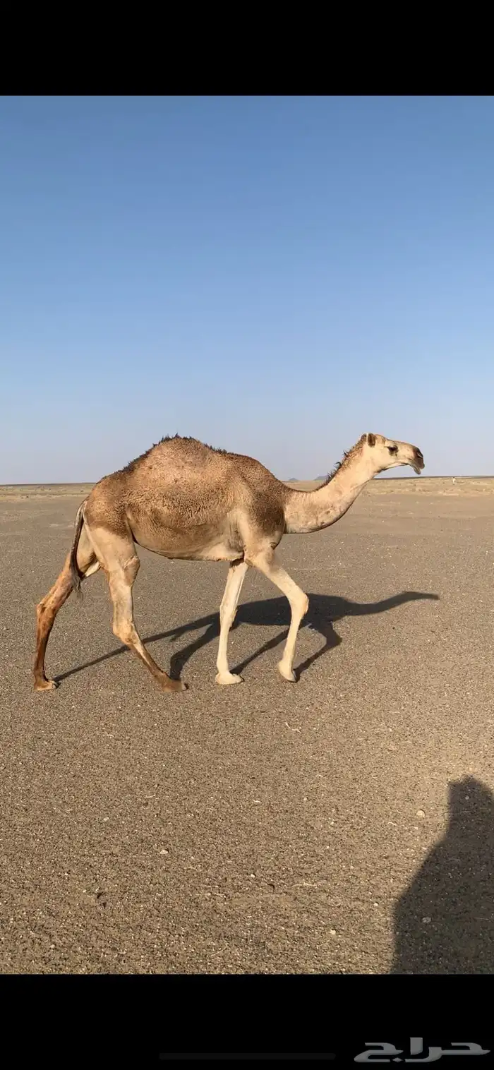 بكره شقحا .. عفيف 1