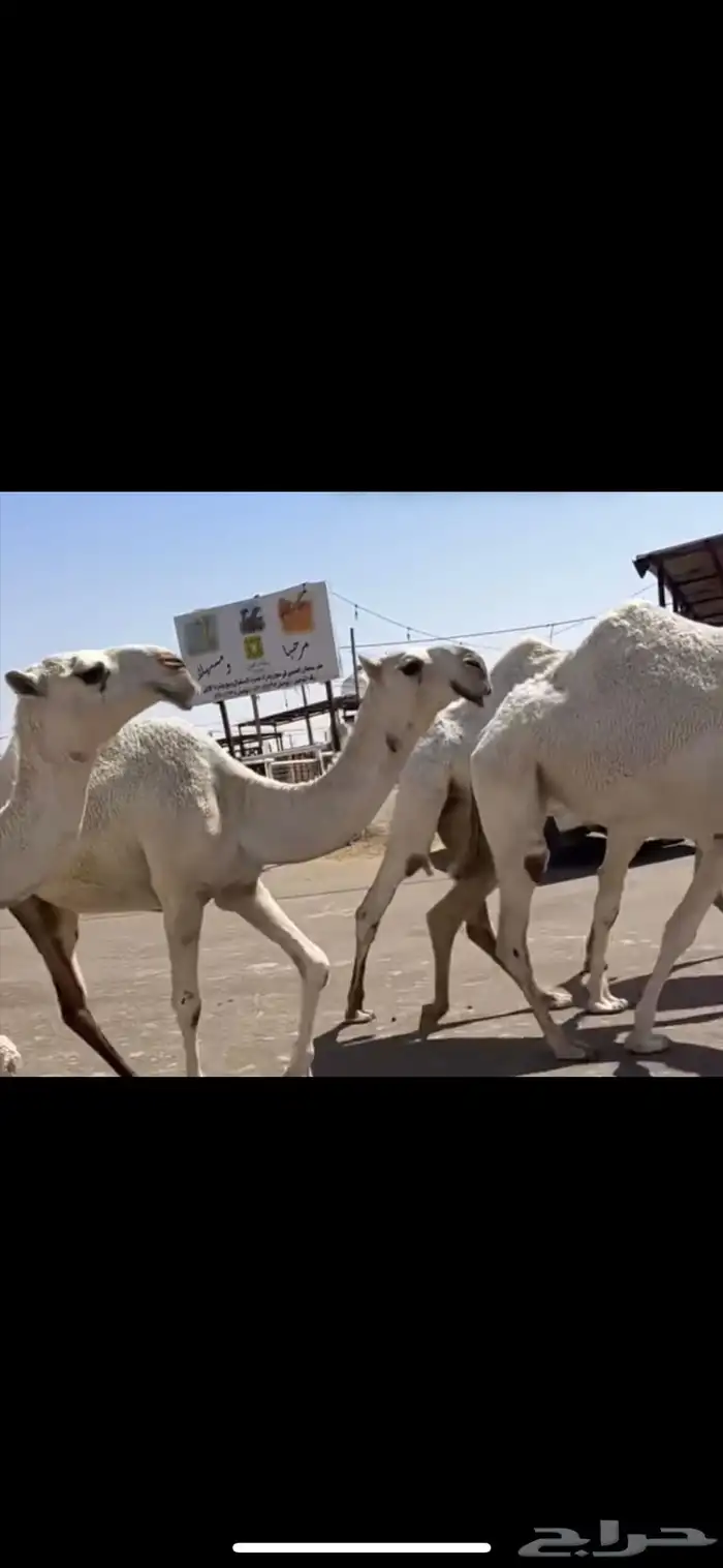 البكار الكفو الوضح 6