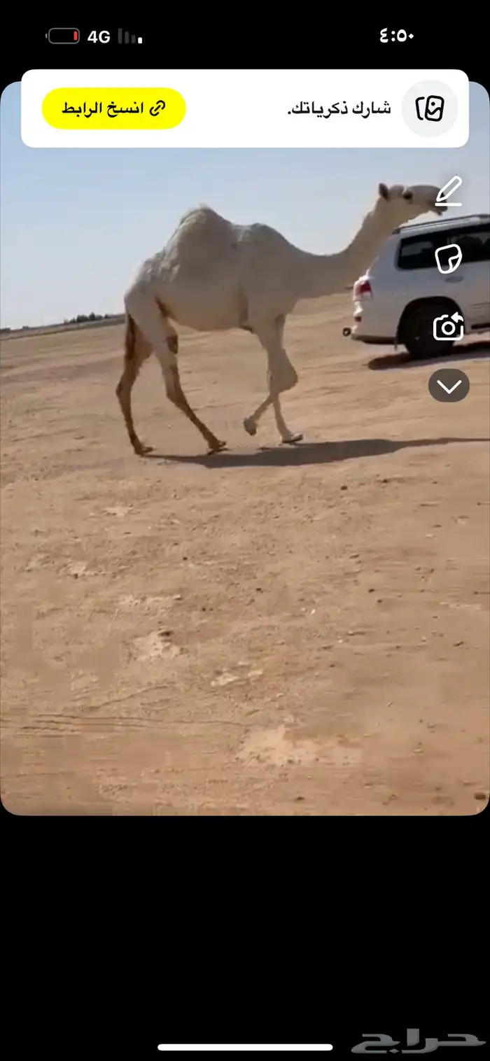 ضريبه لقحه وضحا رمانيه بكار وضح بكره شقحا 4