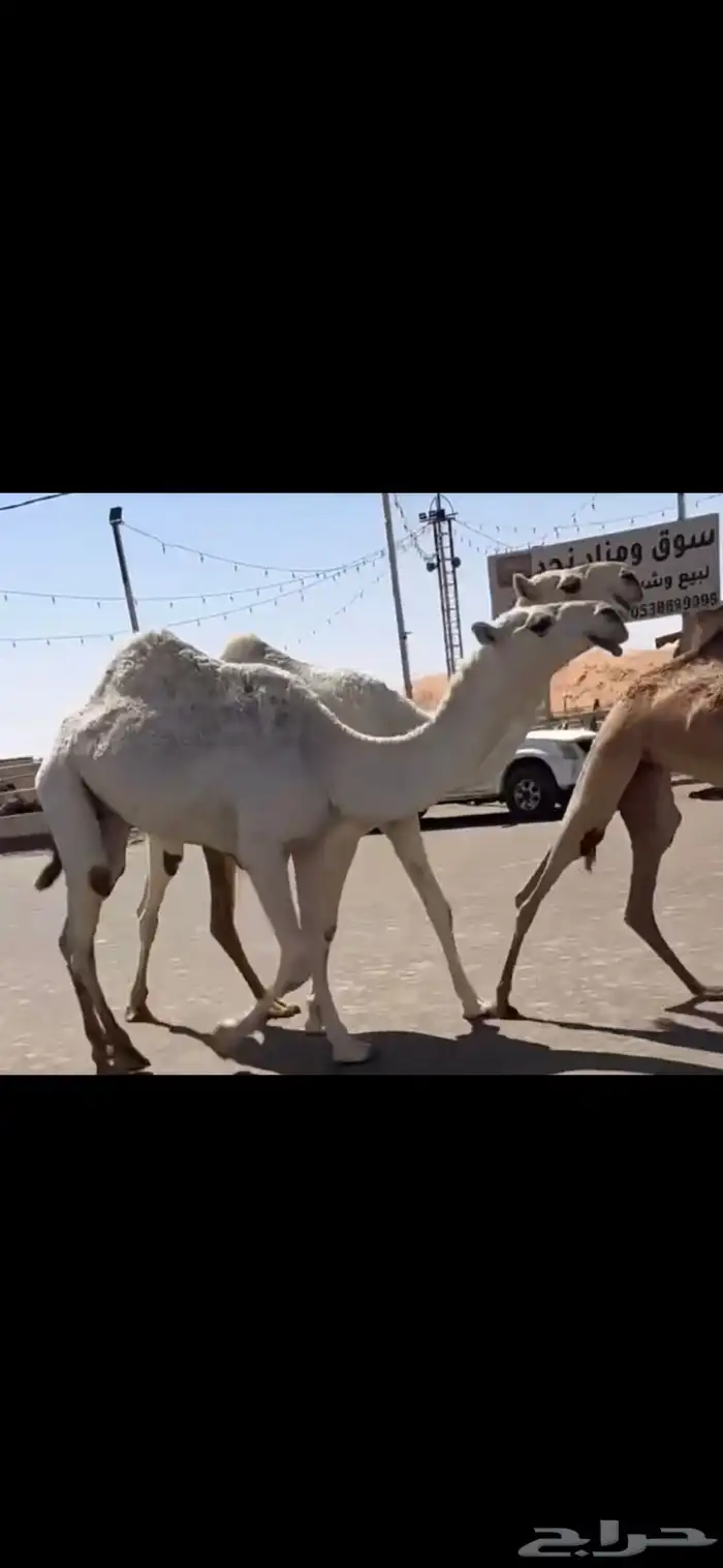 البكار الكفو الوضح 9