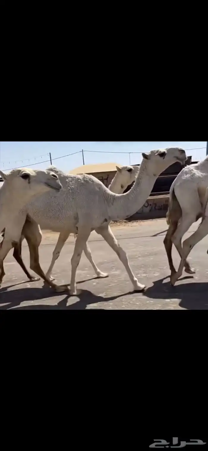البكار الكفو الوضح 2