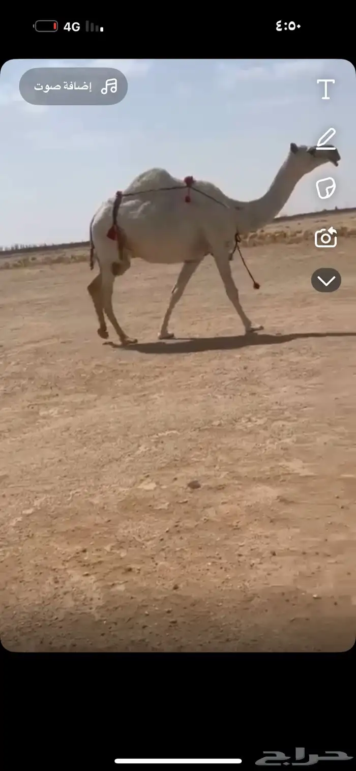 ضريبه لقحه وضحا رمانيه بكار وضح بكره شقحا 5