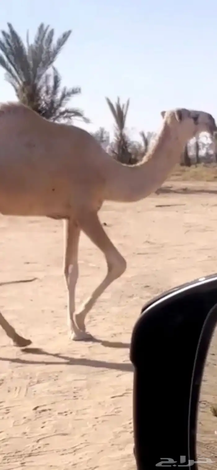ثلاث شقح منوة القناي 2
