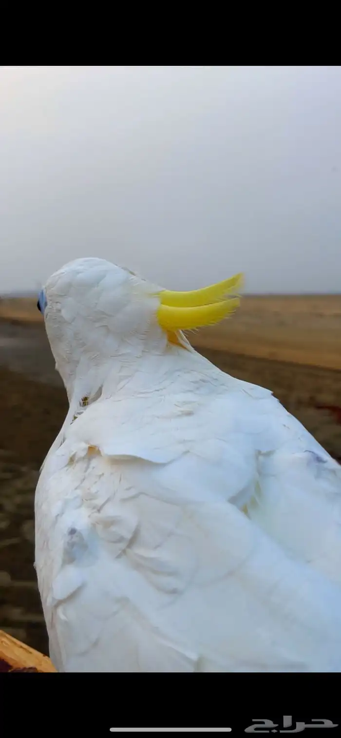 ببغاء كوكاتو ترايتون الجميل 11