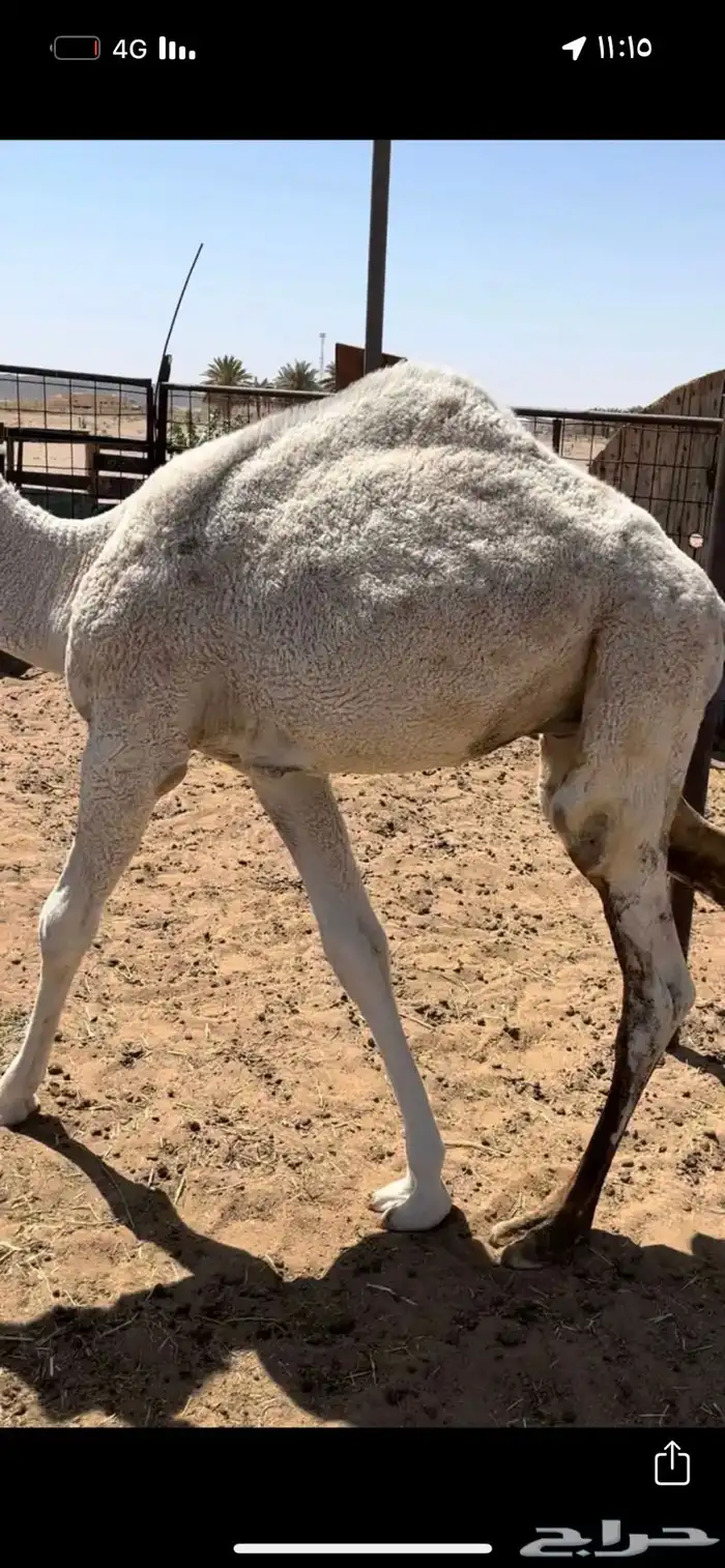 قعود عمره 6 شهور 1