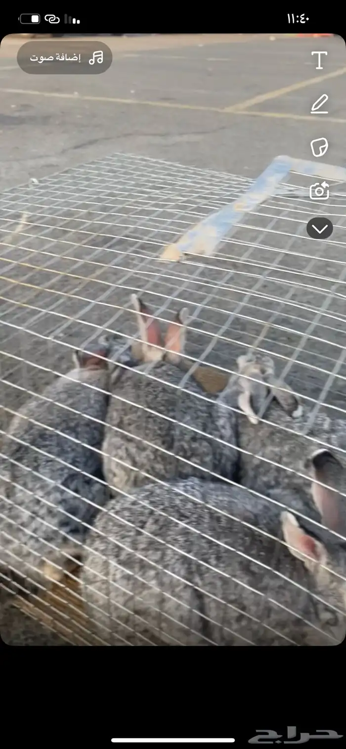 ارانب ايطالي دفع 6