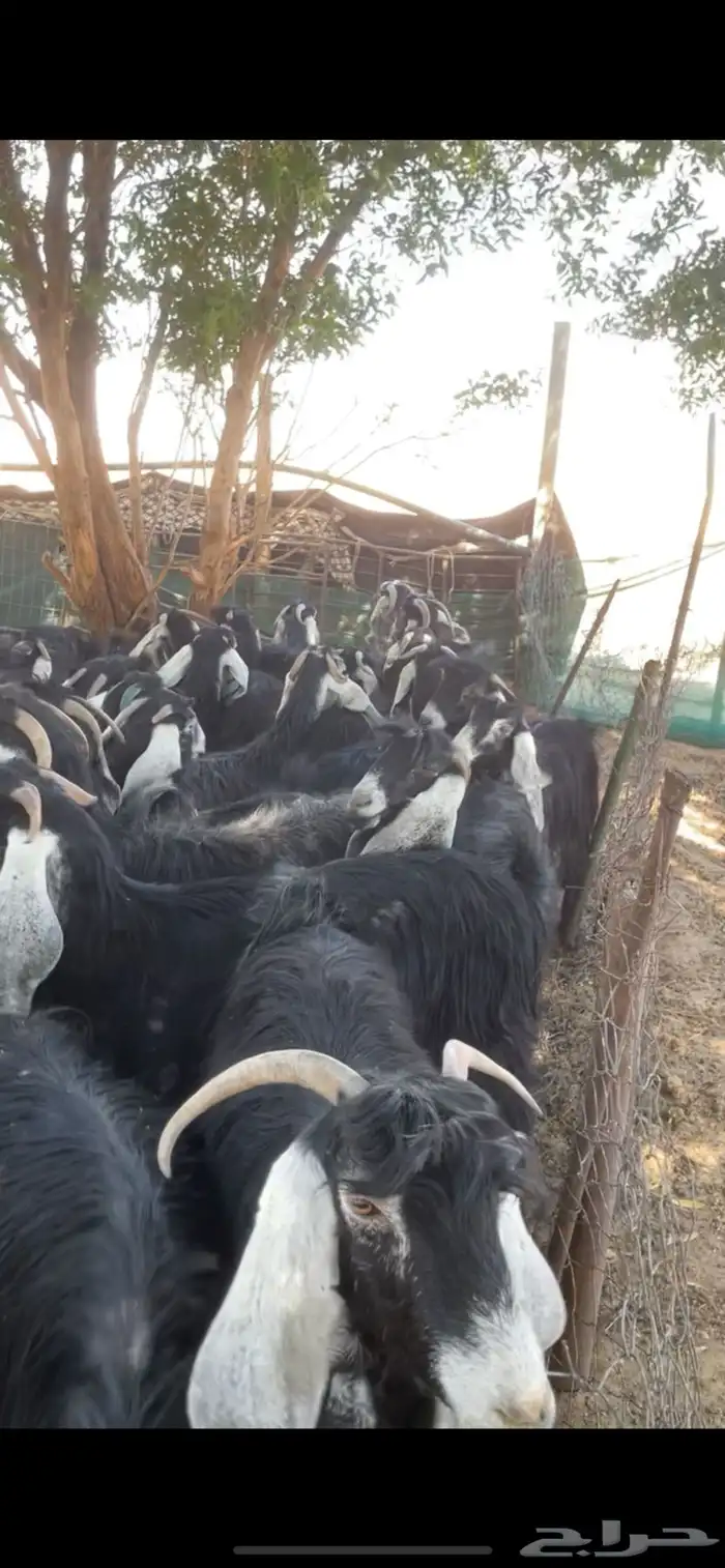 معزا عوارض مراح بفحولها 9