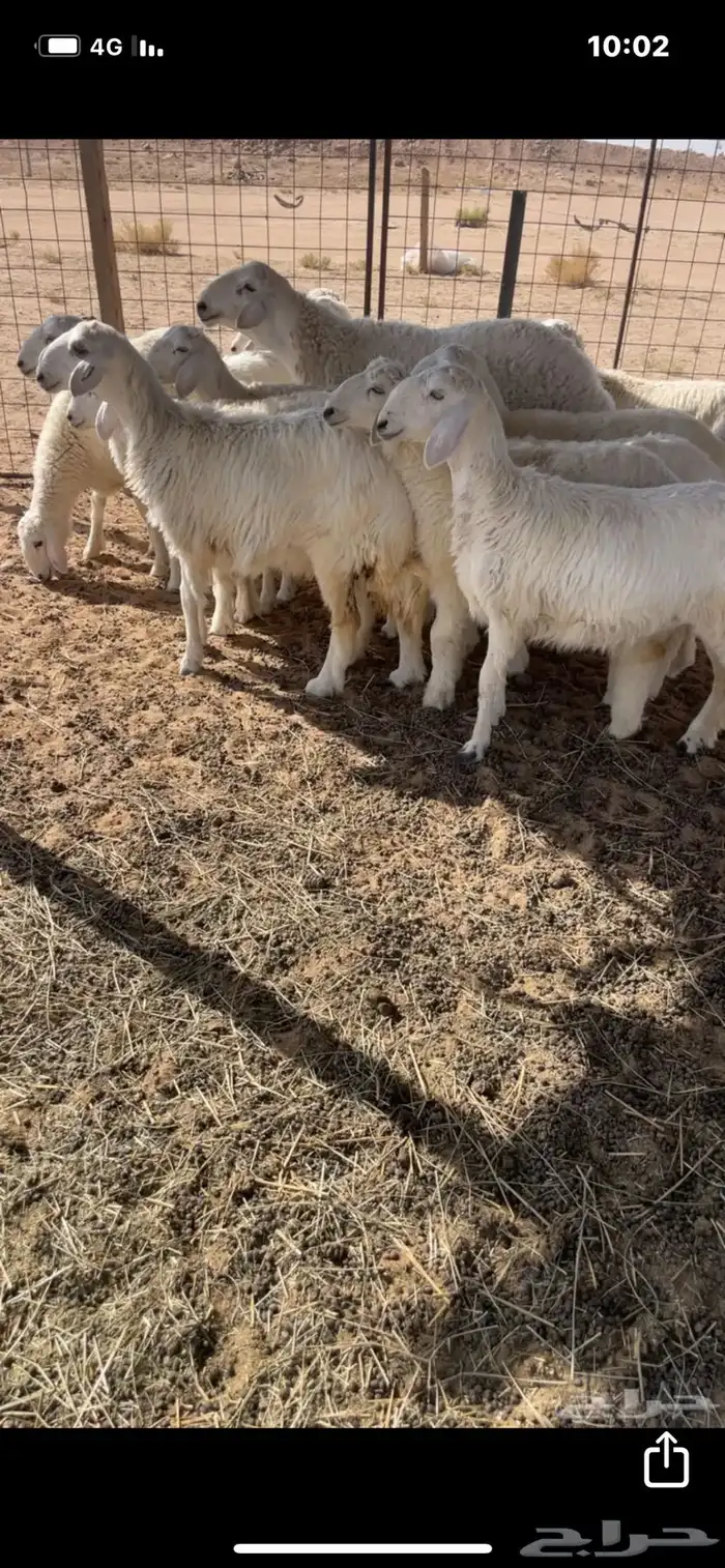 للبيع رخال حريات 0