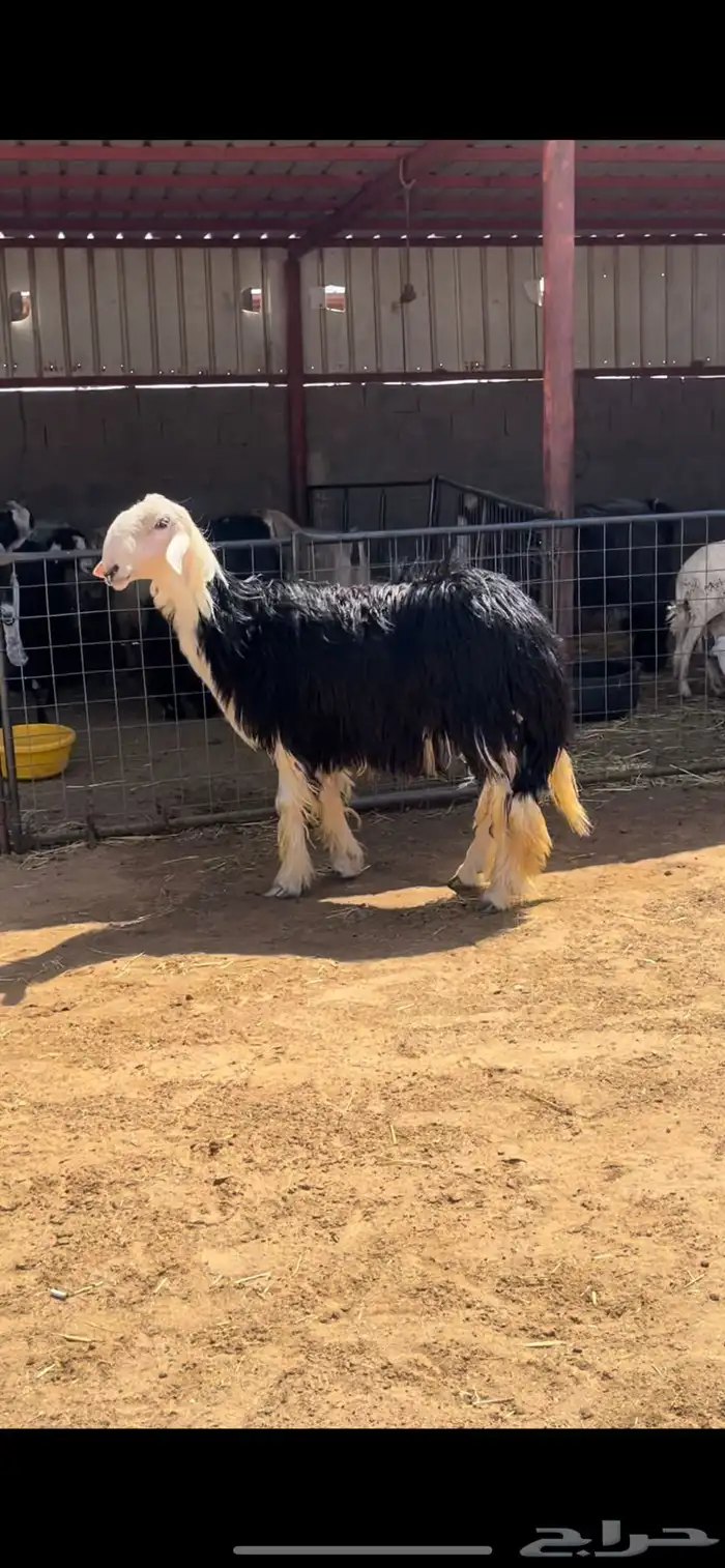 طلي نجدي 2